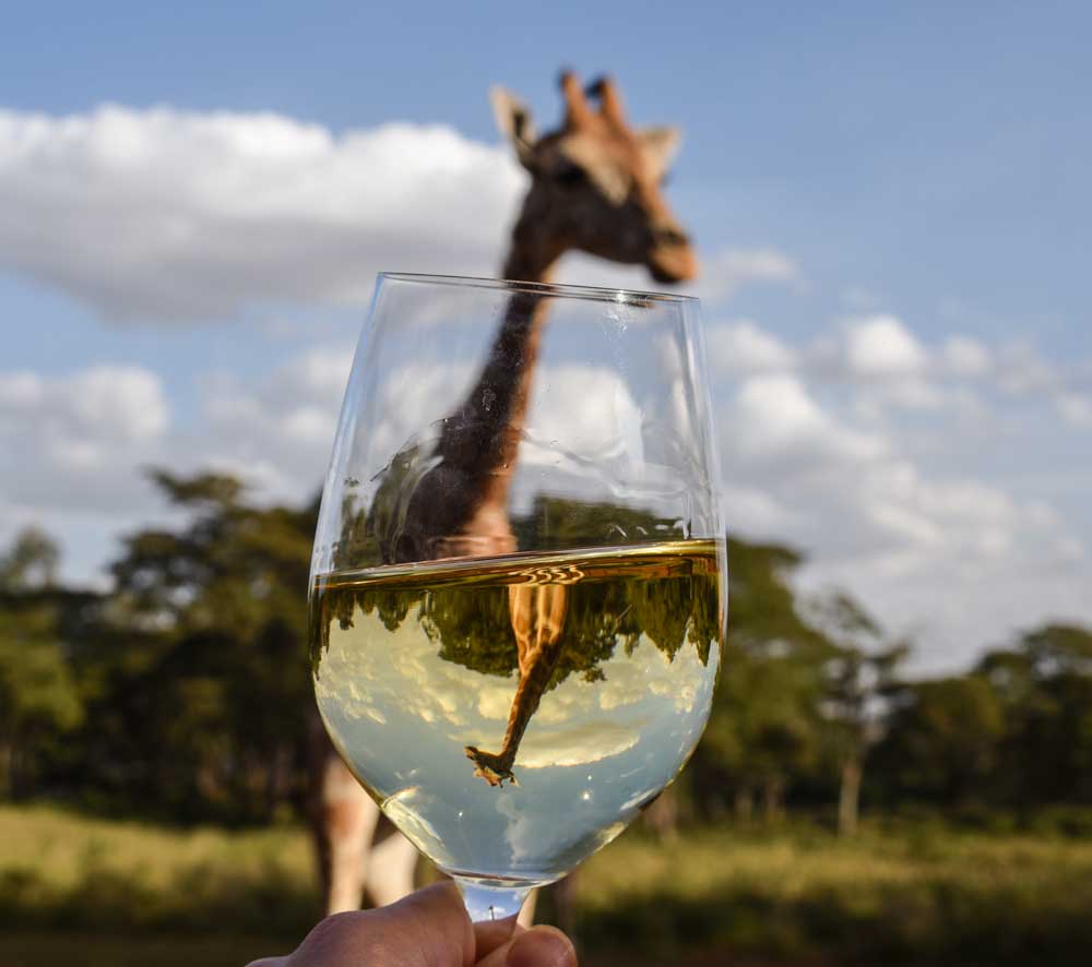 Interview – with food and luxury travel blogger Angie Silver Angie Silver Interview - Giraffe and glass of wine