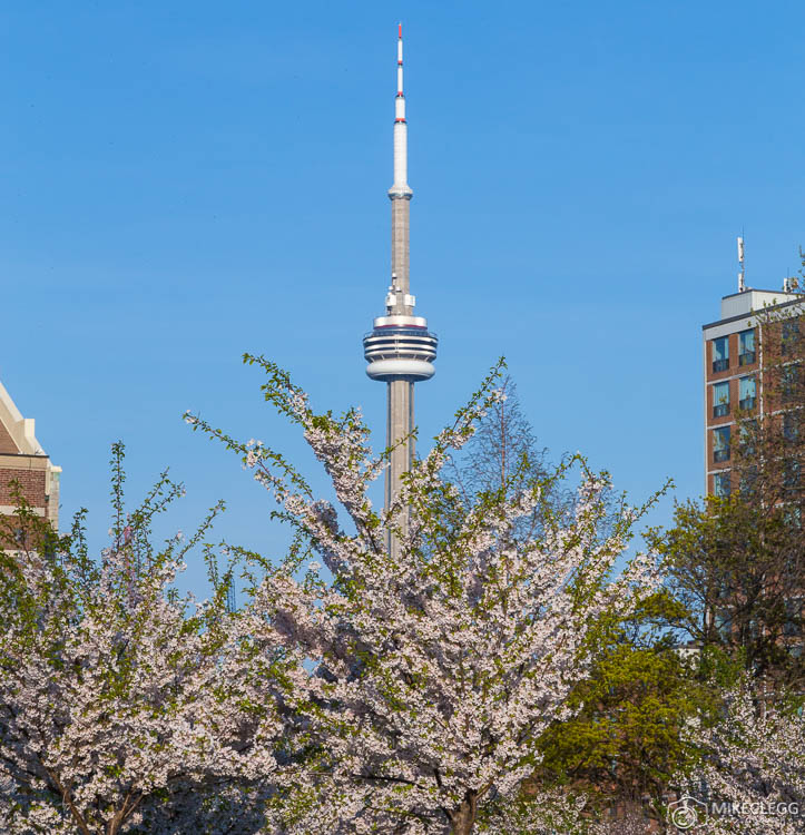 Trinity Bellwoods and Cherry Blossoms