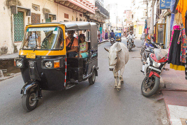 Animals on the road in India