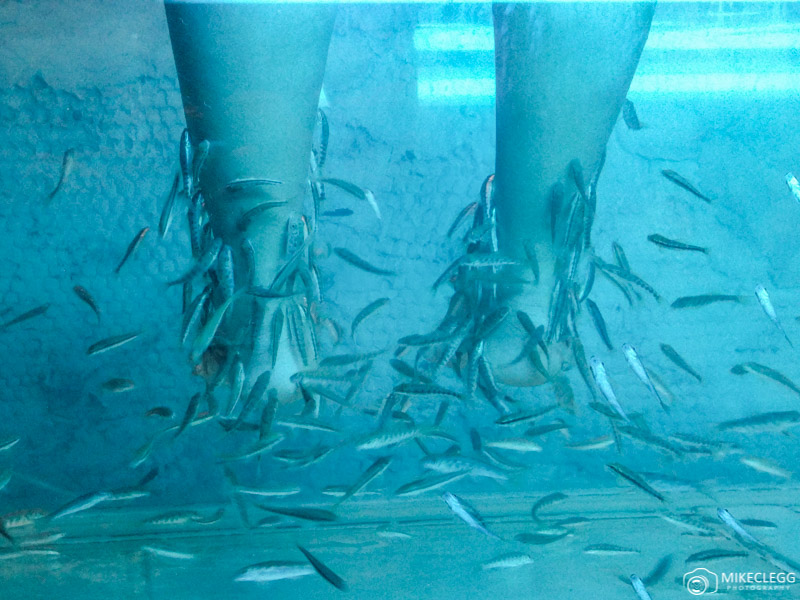 Doctor Fish - Garra rufa