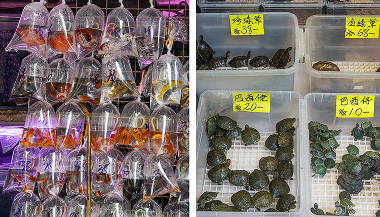 Fish and turtles along Goldfish Market, Hong Kong