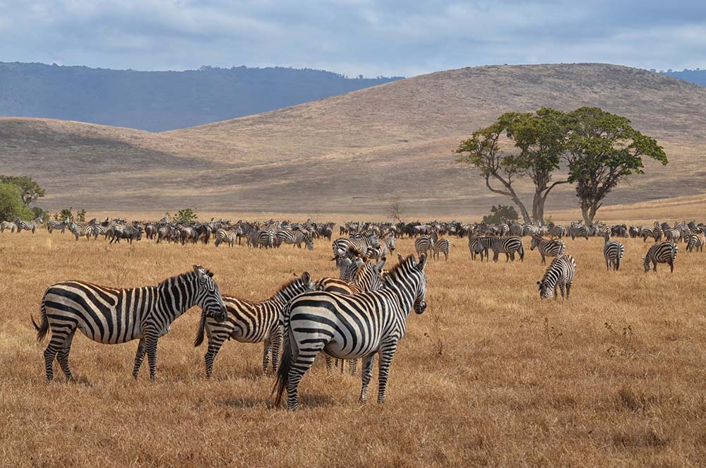 Group of zebras