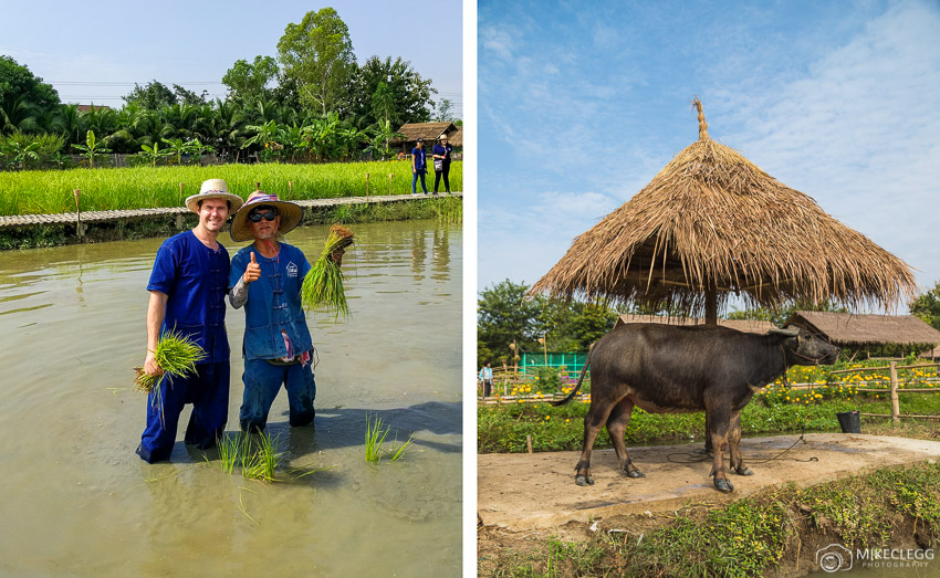Ginger Farm Chiang Mai