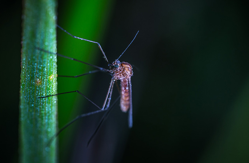 Mosquito closeup via Pixabay