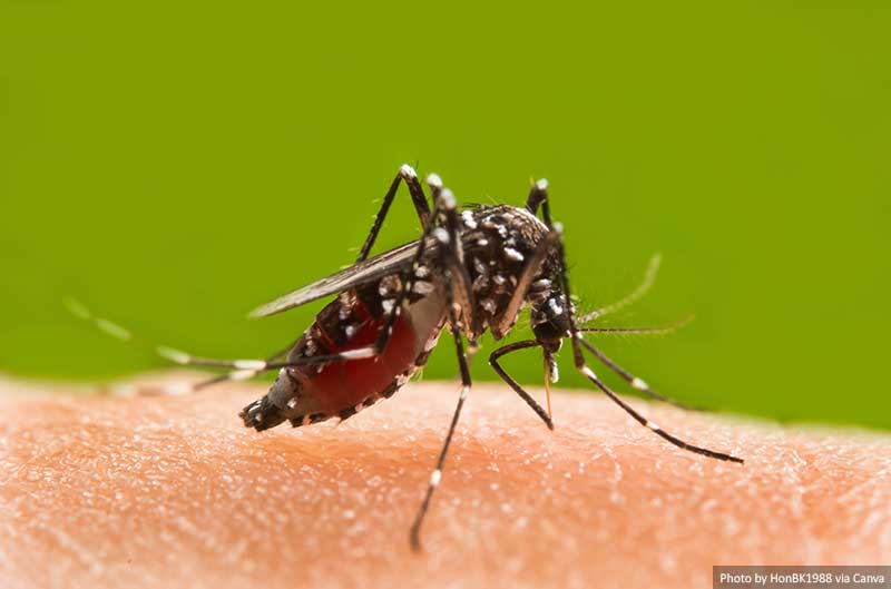 Mosquito on human skin