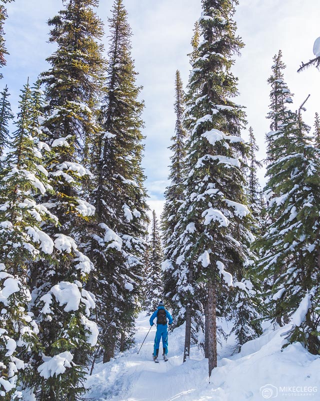 Tree runs at Marmot Basin