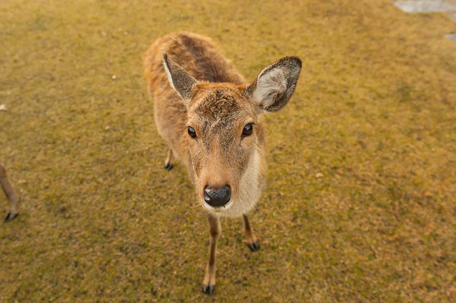Nara Deer