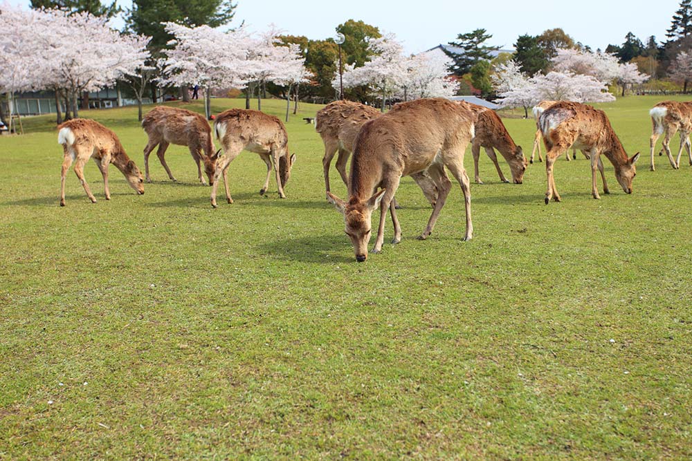 Nara Park Japan