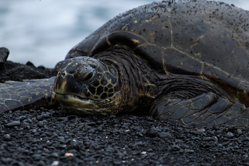 Turtles in Hawaii