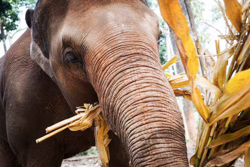 5 Elephant Sanctuaries to Visit near Chiang Mai