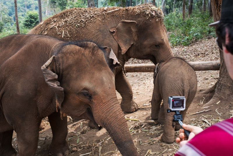 Elephant Jungle Sanctuary 4 - Chiang Mai - © Sebastian Jacobitz