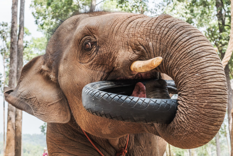 Elephant Jungle Sanctuary 5 - Chiang Mai - © Sebastian Jacobitz