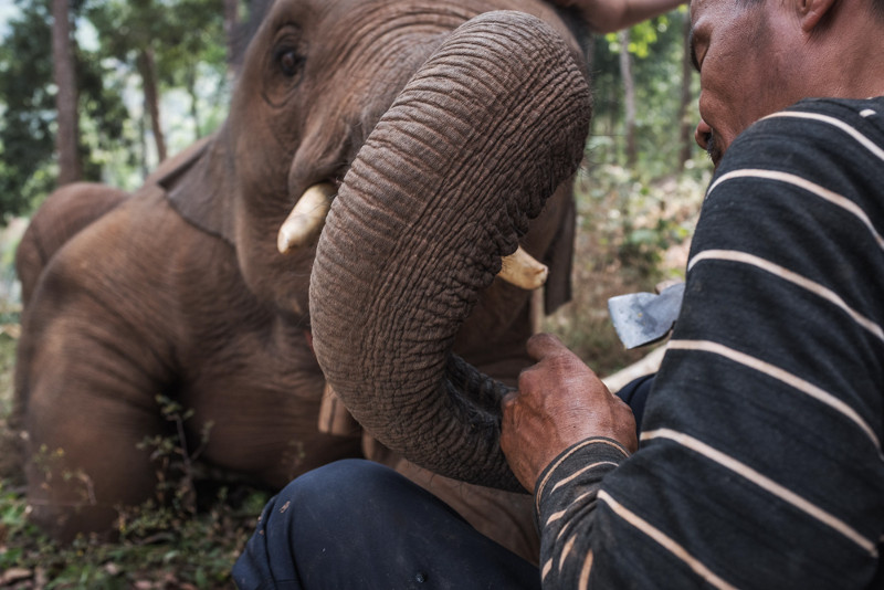 Elephant Jungle Sanctuary 6 - Chiang Mai - © Sebastian Jacobitz