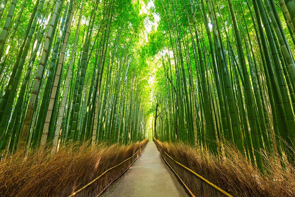 Arashiyama bamboo forest