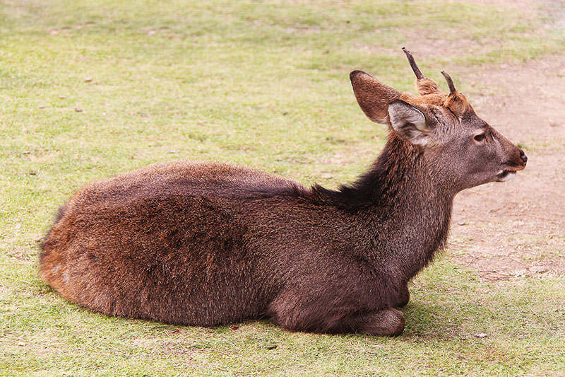 Deers in Nara, Japan