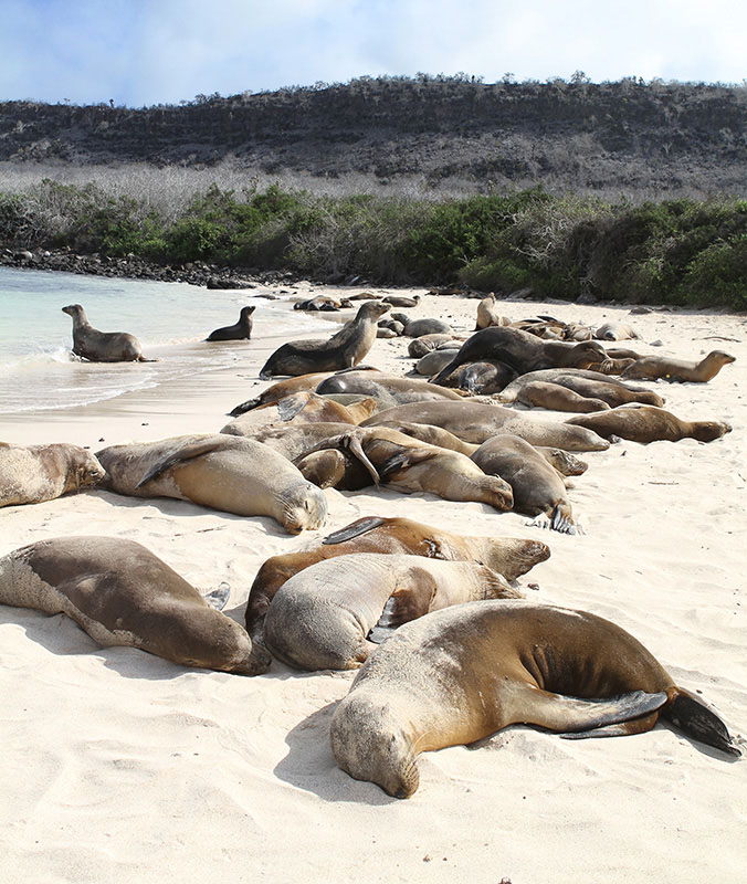 Ecuador Galapagos Santa Fe Island Beach Sea Lions Via G Adventures