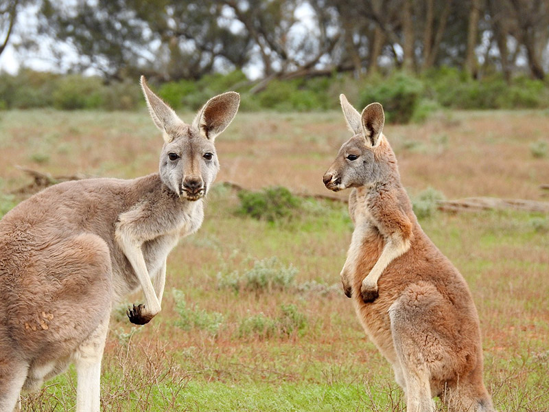Kangaroos- CC0