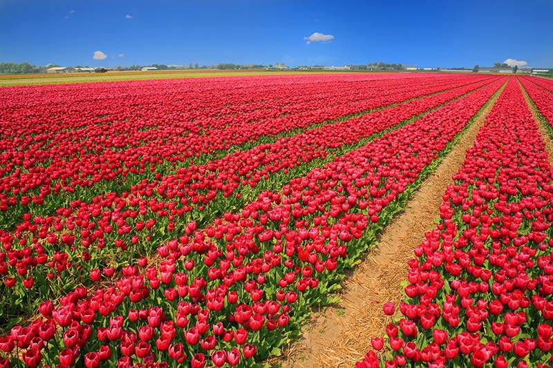 Tulip fields in Spring Netherlands