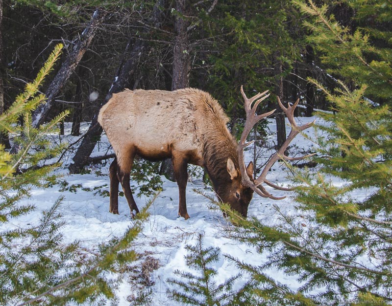 An Elk in Canada