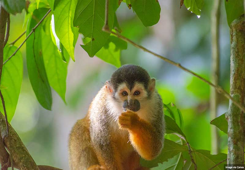 Monkey in Costa Rica