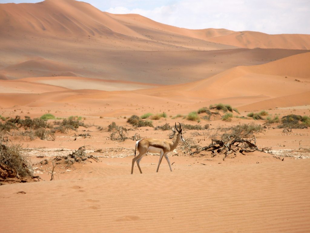 10 Best Things to See and Do in Namibia Namibia