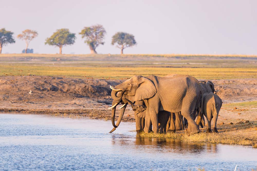 Elephants at Chobe National Park