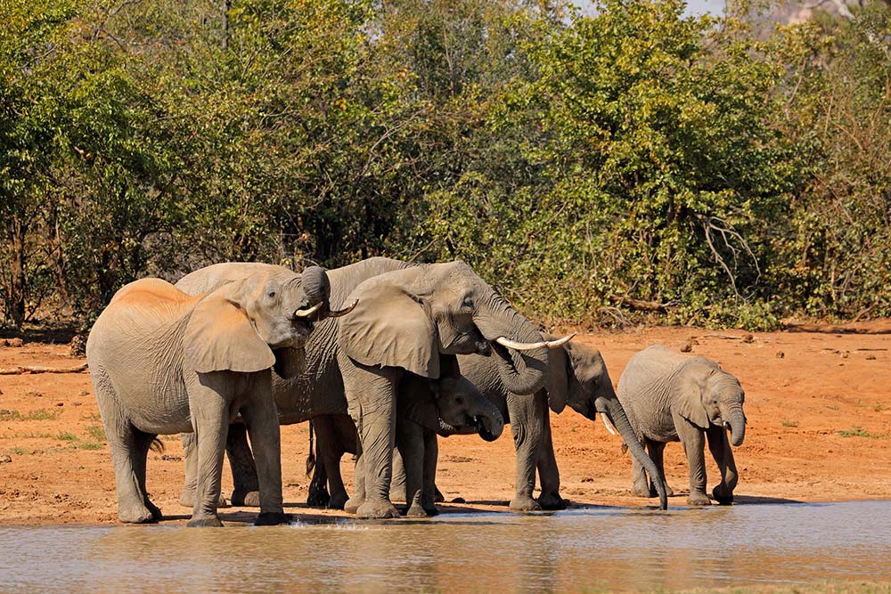 Elephants in Kruger National park