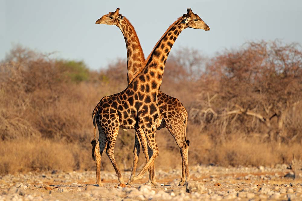 Giraffes at Etosha National Park