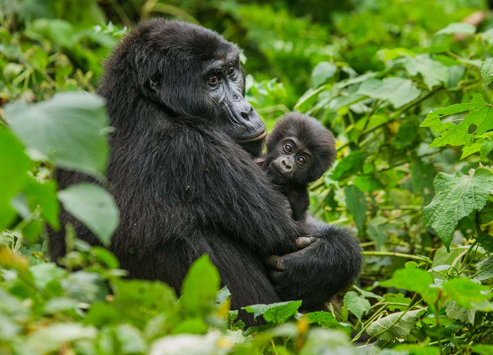 Gorillas in Bwindi Impenetrable National Park