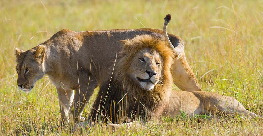 Lions in Serengeti