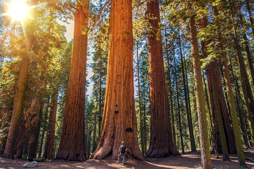 Sequoia Forest