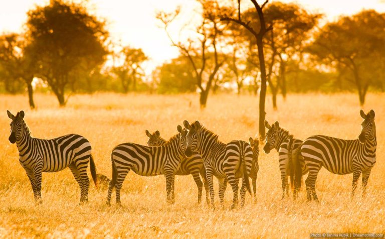 10 Best and Must-Visit National Parks in Africa Zebras at national parks in Africa