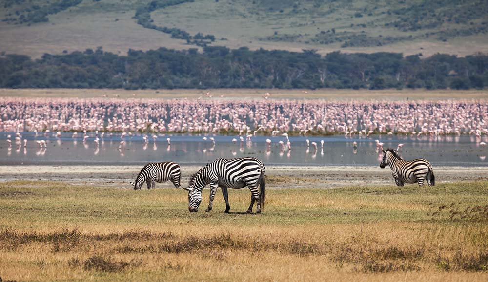 Zebras in Ngorongoro Conservation Area