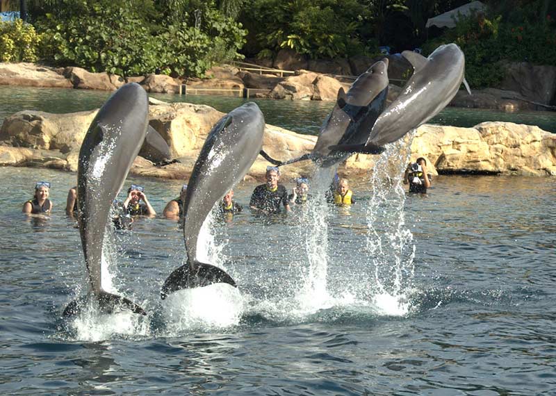 Discovery Cove Dolphins