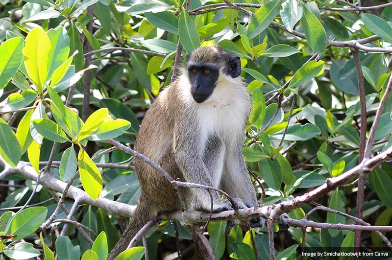 Green vervet monkey