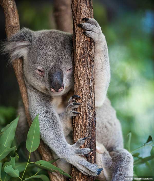Koala