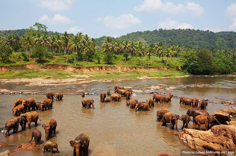 11 Best and Most Beautiful Places to Visit in Sri Lanka Elephants in Sri Lanka