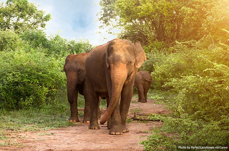 Elephants in Udawalawe National Park