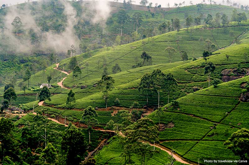 Nuwara Eliya, Sri Lanka in the highlands