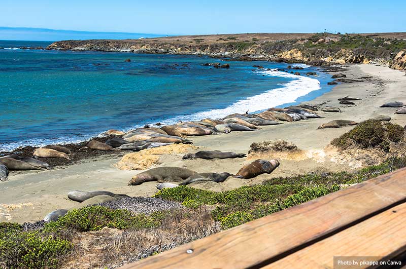 Elephant seals on the beach, San Simeon