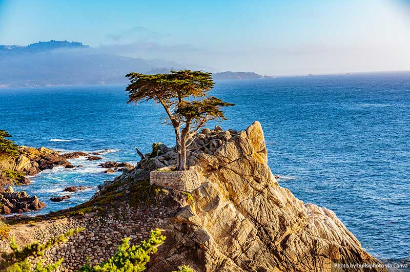 Monterey Cyprus Tree