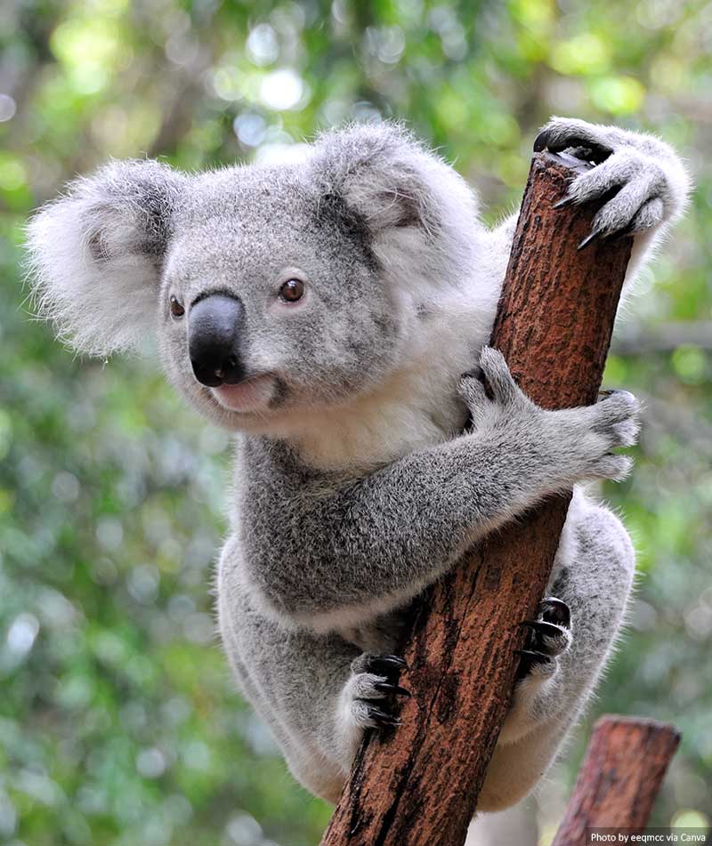 A Koala at a sanctuary in Australia