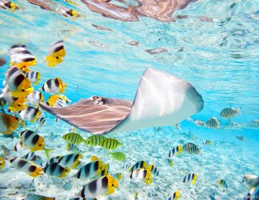 Exotic fish underwater - diving