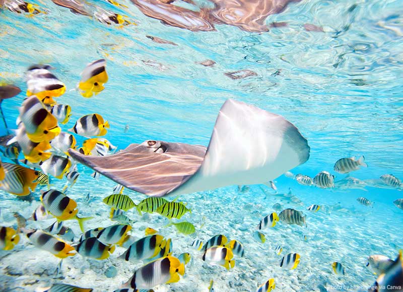 Tips for Planning Your First Scuba Diving Holiday Exotic fish underwater - diving