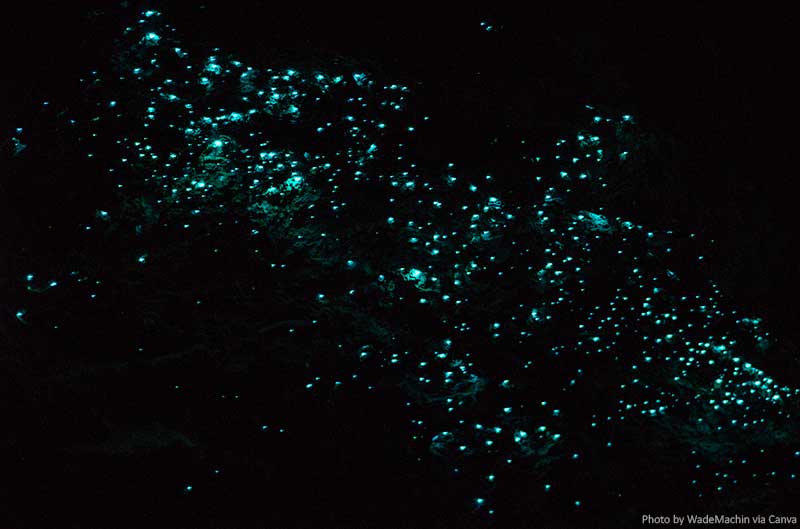 Glow Worms