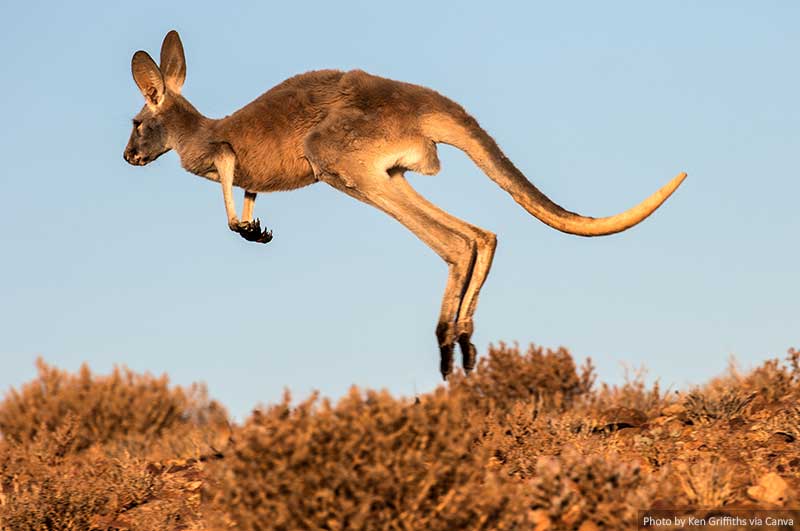 Kangaroo