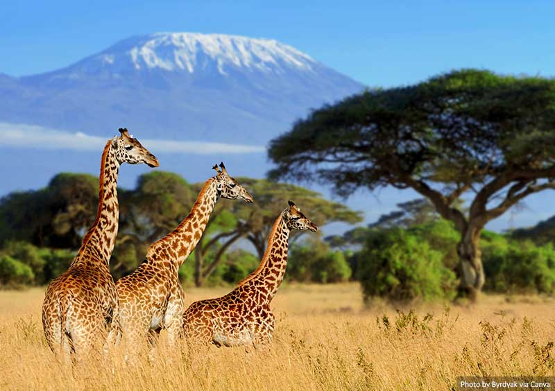 Kilimanjaro and giraffes