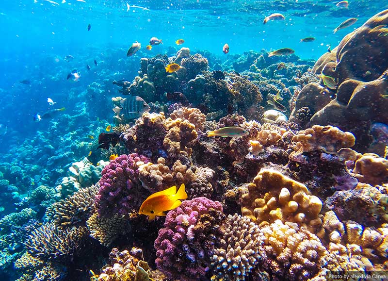 Red Sea Underwater Coral Reef