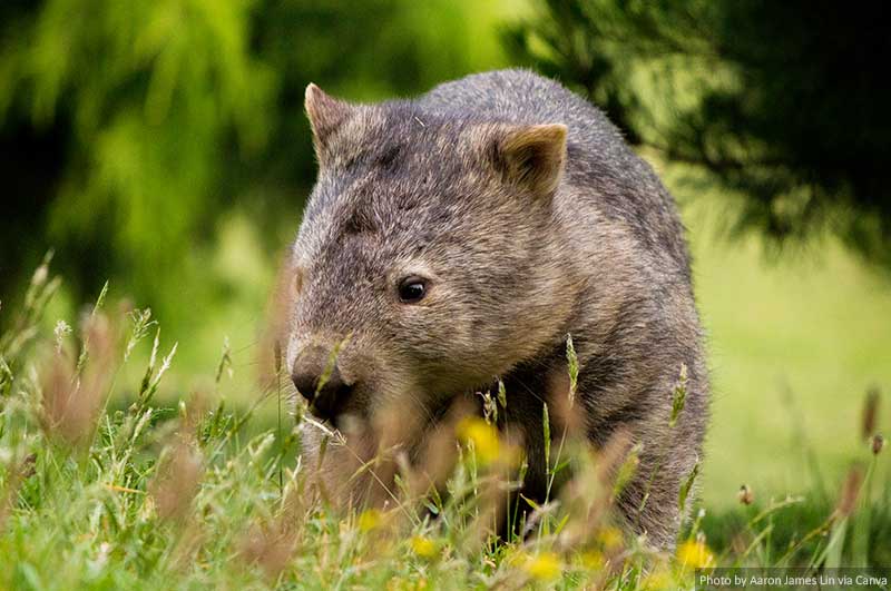 Wombat