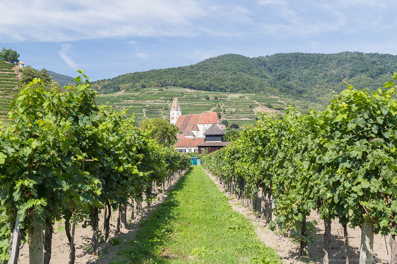 Churches and vineyards in the Wachau Valley